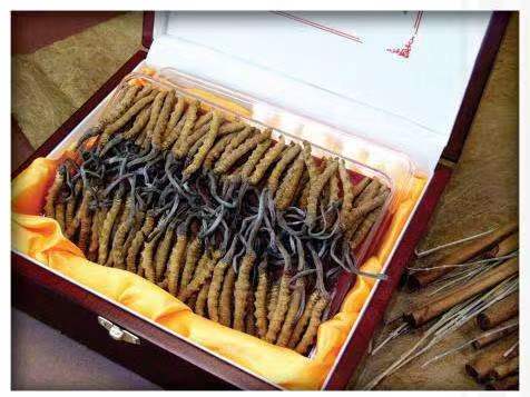 桃山冬虫夏草回收